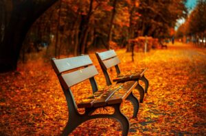 Bench in fall