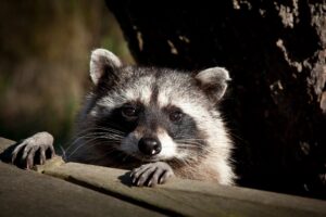 Racoon looking cute
